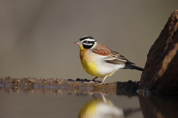 Golden-breasted bunting, Emberiza flaviventris
