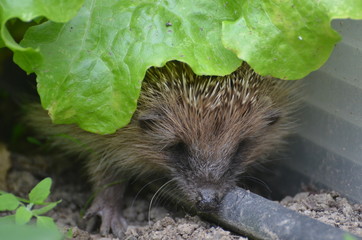 Hérisson commun (Erinaceus europaeus) © Emmanuelle KUHN