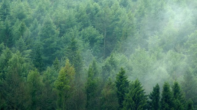 Mist Moving Over Forest Timelapse