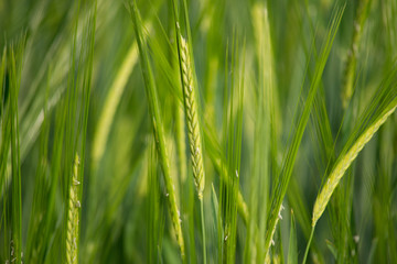 Cereal crop
