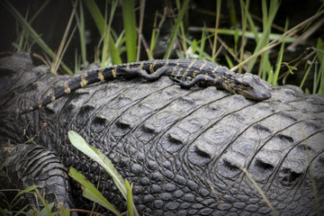 Baby Alligator on Mother's Back 