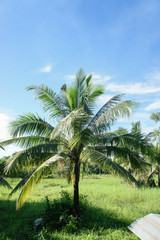 The Coconut, rice field with Blue sky ,outdoor style