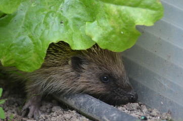 Hérisson commun (Erinaceus europaeus)