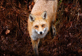 Red Fox 1