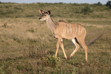 Greater kudu, Tragelaphus strepsiceros