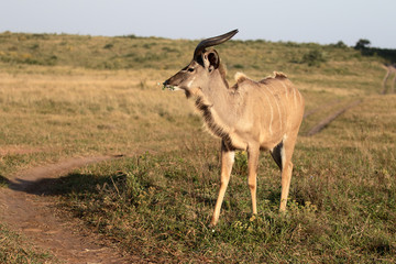 Greater kudu, Tragelaphus strepsiceros