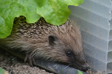 Hérisson commun (Erinaceus europaeus) © Emmanuelle KUHN