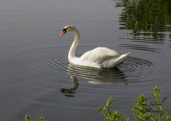 Swan