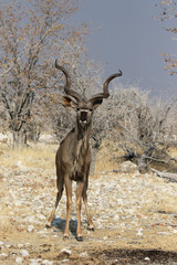 Greater kudu, Tragelaphus strepsiceros