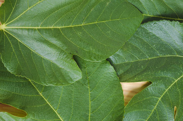 Close up of green fig leaves on a wooden table. Nutrition and healthy lifestyles