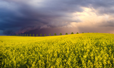 Obraz premium The evening rainstorm over a field of wheat 