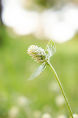 The Grass flower with select focus style