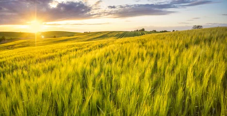 Selbstklebende Fototapete Land Sonnenuntergang über einem Feld mit jungem Weizen