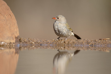 Green-winged pytilia, Pytilia melba