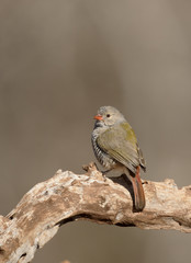 Green-winged pytilia, Pytilia melba