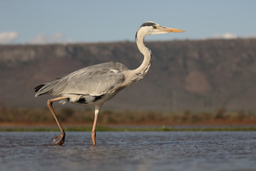 Grey heron, Ardea cinerea