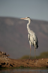 Grey heron, Ardea cinerea