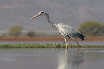 Grey heron, Ardea cinerea