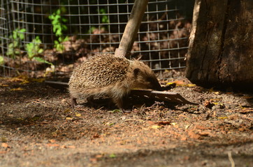 Hérisson commun (Erinaceus europaeus) © Emmanuelle KUHN
