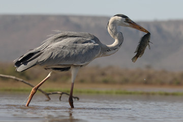 Grey heron, Ardea cinerea