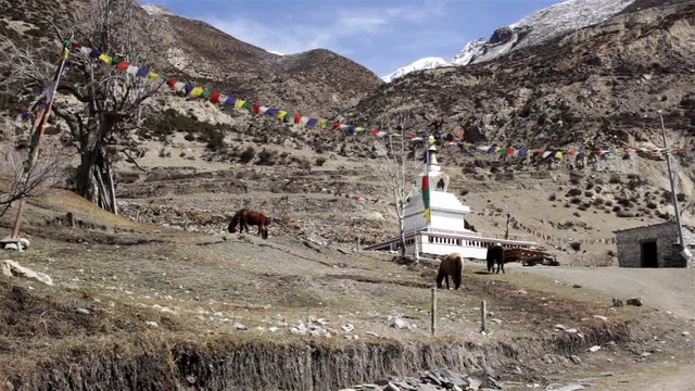 Mountain pasture. Horses graze near Buddhist stupa surrounded by tibetan praying flags