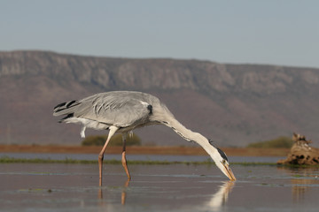 Grey heron, Ardea cinerea