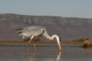 Grey heron, Ardea cinerea
