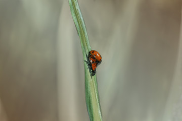 Ladybugs Mating