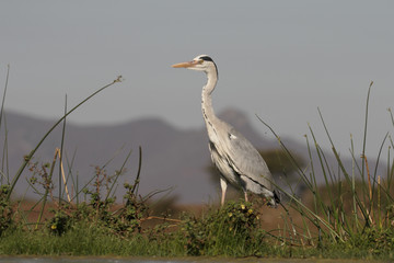 Grey heron, Ardea cinerea