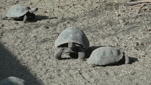 Little Galápagos tortoise walking around at Isabela, Galapagos Islands, Ecuador