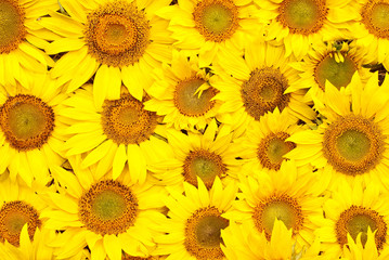 Obraz premium Sunflowers, oil and seeds