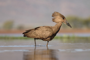 Hammerkop or hamerkop or hamerhead, Scopus umbretta