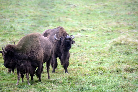 brüllende Bisonkuh auf der Weide im Spätsommer