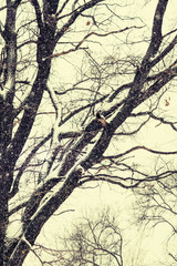 Silhouette of naked Oak tree, without leaves, the snow falls, vi