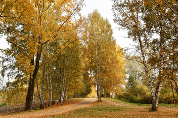 Obraz premium Path in grove with yellow leaves in cloudy autumn day