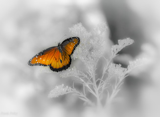 Obraz premium Butterfly On White