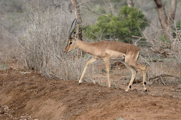 Impala, Aeplyceros melampus