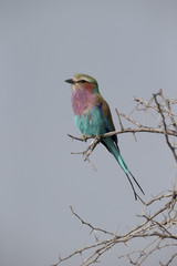 Lilac-breasted roller, Coracias caudata