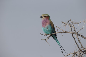 Lilac-breasted roller, Coracias caudata