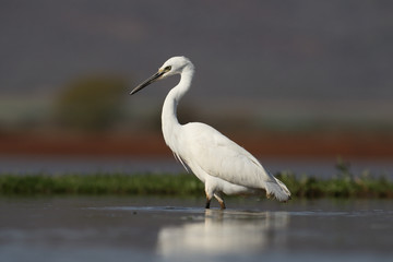 Little egret, Egretta garzetta