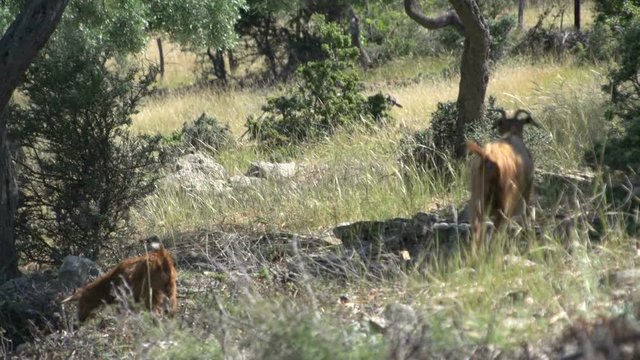 Goats walking around in Thassos Greece