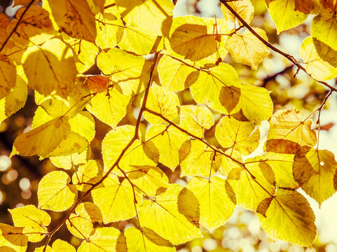 Autumn natural background with yellow linden leaves and bokeh, s