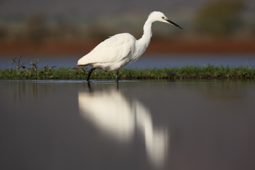 Little egret, Egretta garzetta