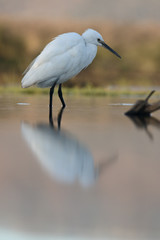 Little egret, Egretta garzetta