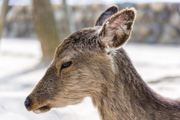 Close up view of sacred deer in Miyajima island, Japan. The island is famous for the Itsukushima Shrine, a UNESCO World Heritage Site, and for its deers that roam freely and are thought of as sacred.