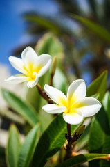 White frangipani flowers
