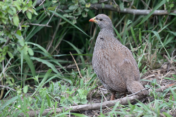 Natal francolin, Pternistis natalensis