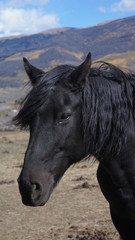 Black Horse in Colorado