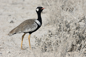 Northern Black-korhaan, Afrotis afraoid