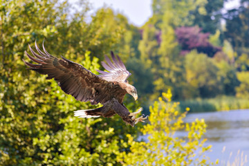 White Tailed Sea Eagle